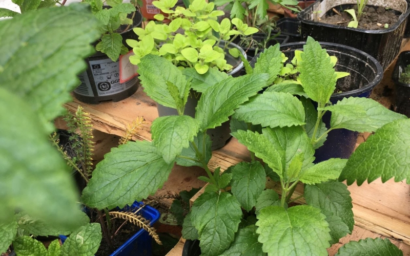 Les plantules et boutures déposées lors de la bourse aux plantes de la médiathèque