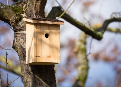 Nichoir accroché dans un arbre