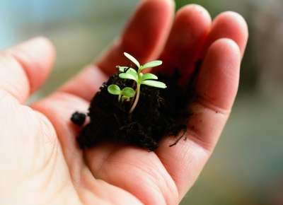 une main tiens une plantule