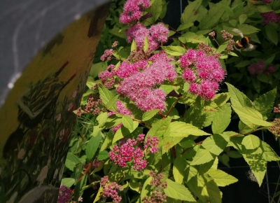 Tous au jardin ! Visuel de l'activité : quelques fleurs et un bourdon !