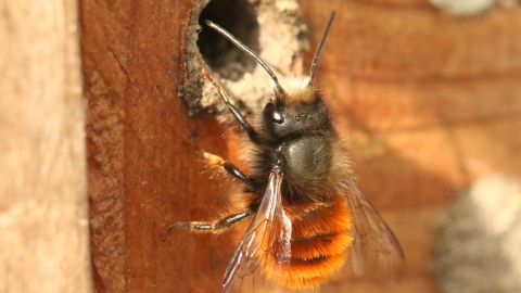 abeille solitaire