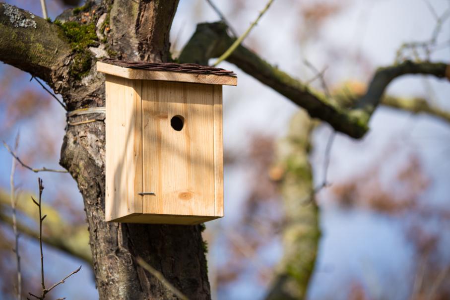 Nichoir accroché dans un arbre