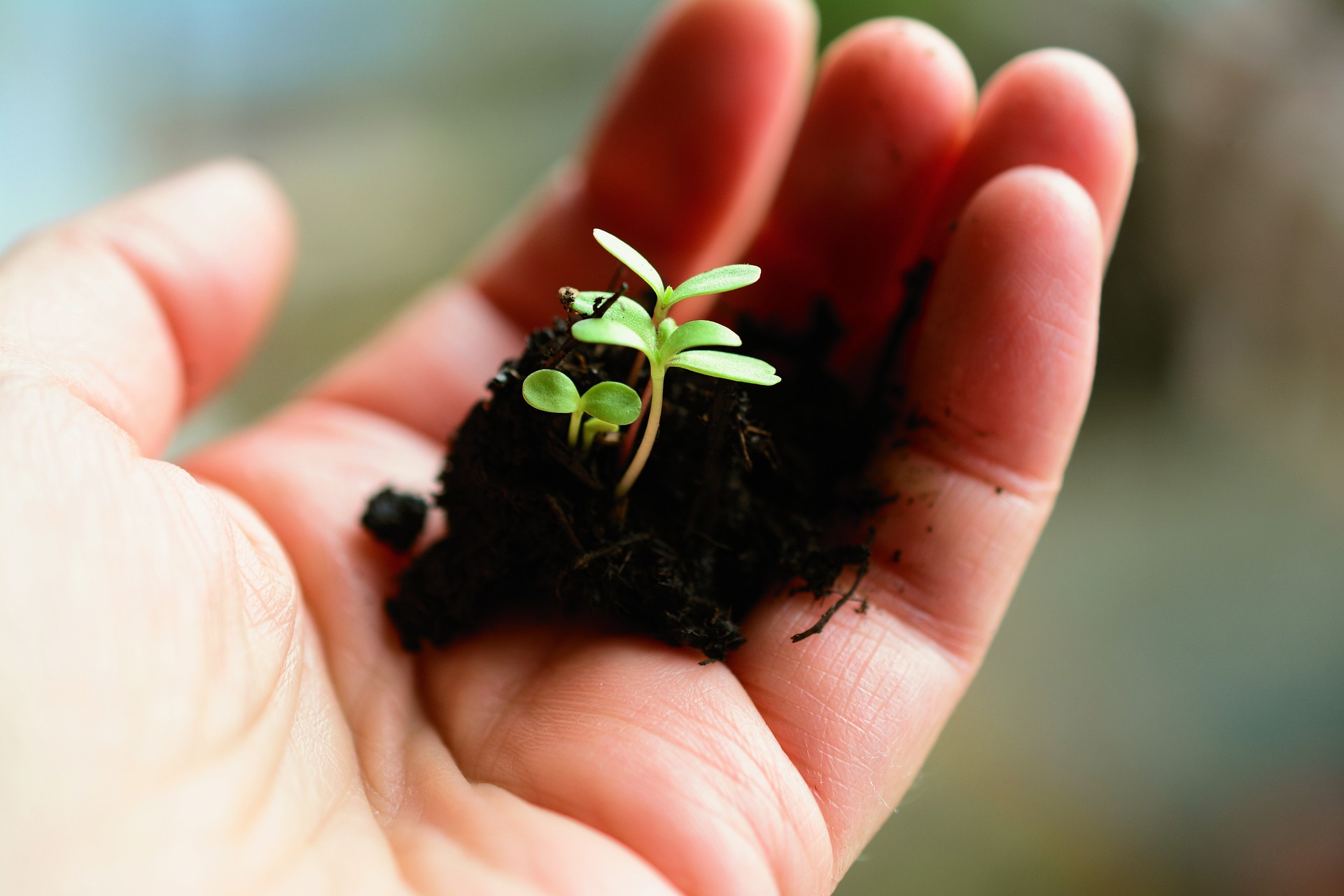 une main tiens une plantule