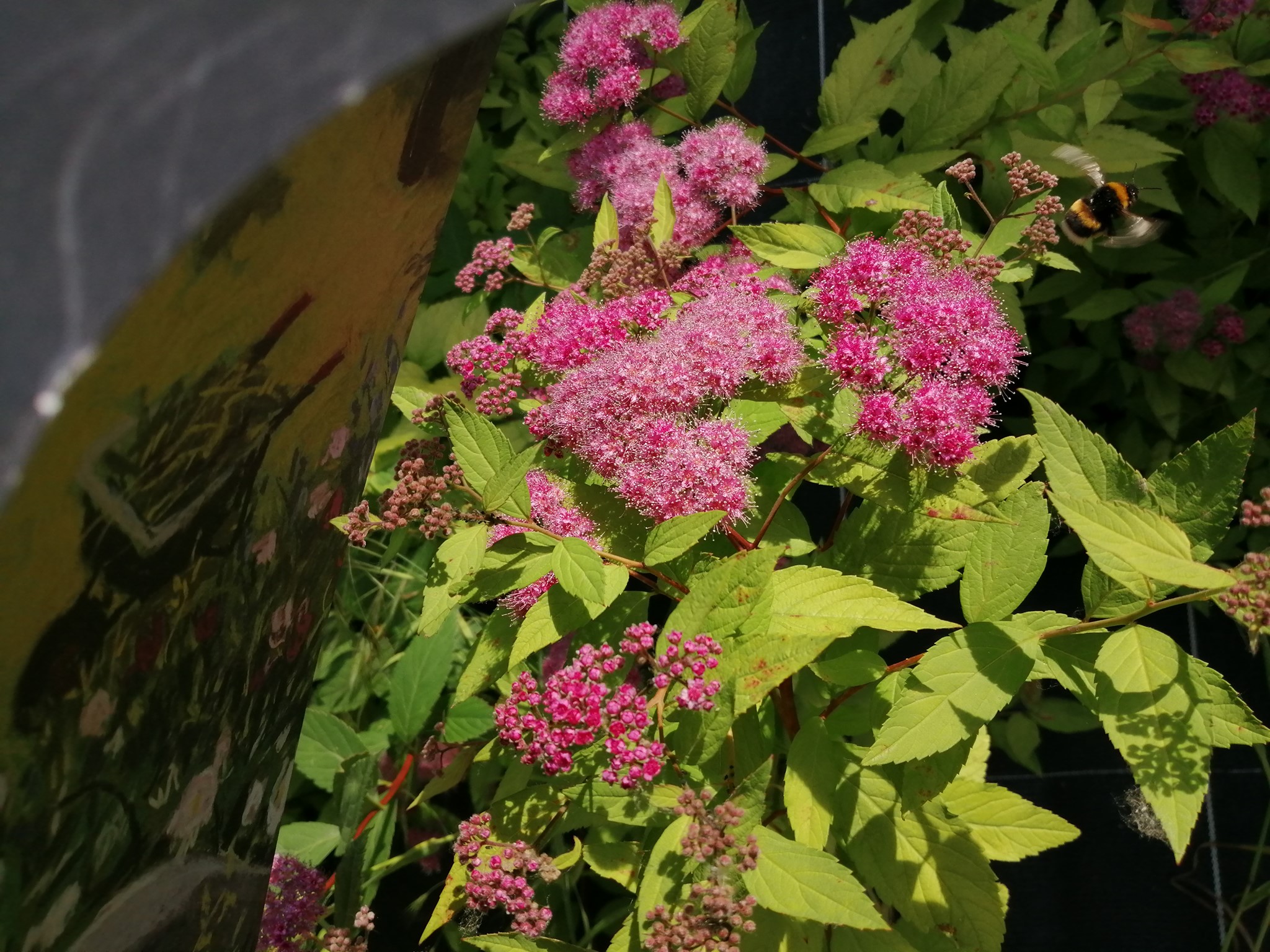 Tous au jardin ! Visuel de l'activité : quelques fleurs et un bourdon !